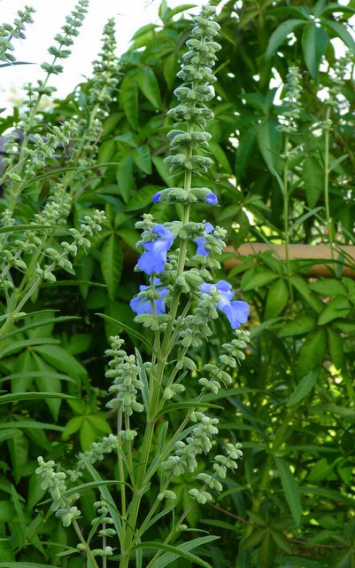 Salvia hybride 'African Skies' fleur